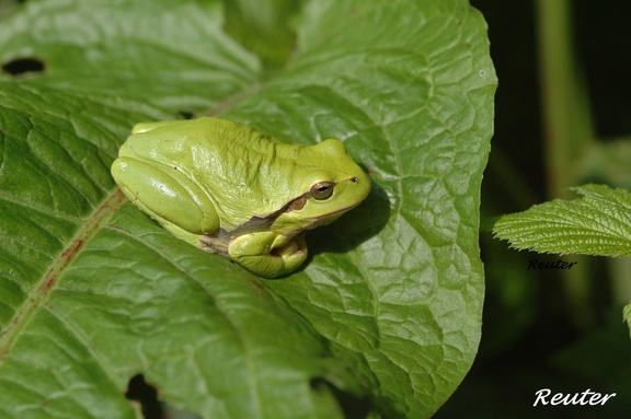 Europäischer Laubfrosch (Hyla aborea)